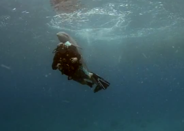 Delfin, VideoExtra